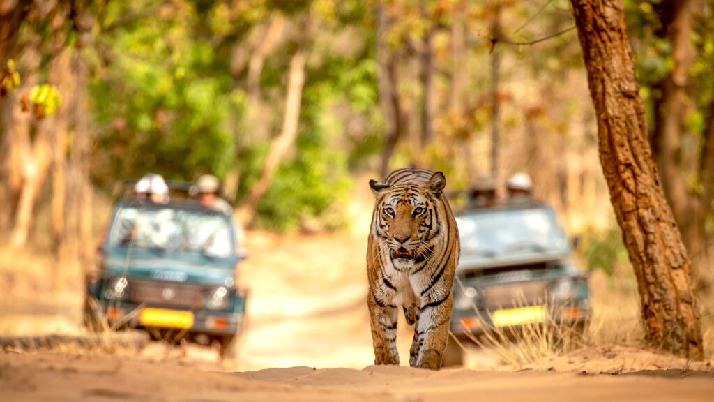 Bandhavgarh Premium Package