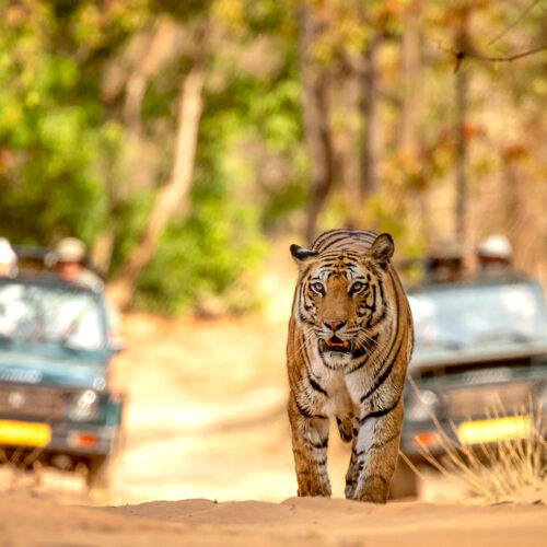 Bandhavgarh Premium Package