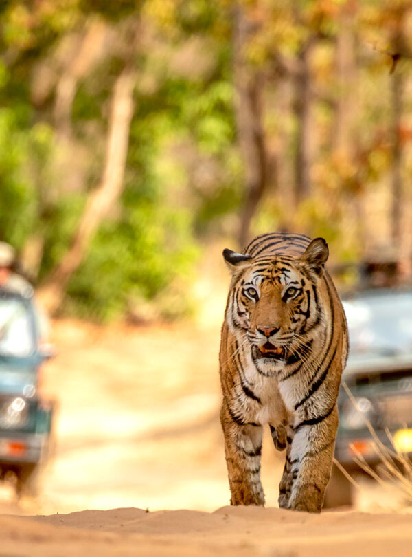 Bandhavgarh Premium Package