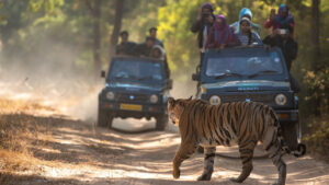 Kanha National Park Safaris