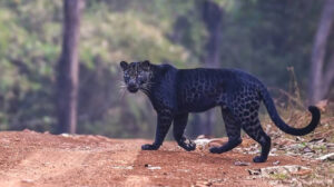 Pench National Park Luxury Safari Package