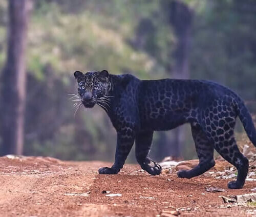 Pench National Park Luxury Safari Package