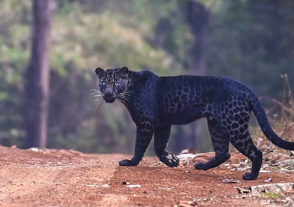 Pench National Park Luxury Safari Package