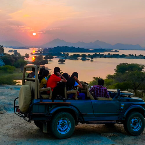 Jawai Bandh Leopard Safari India