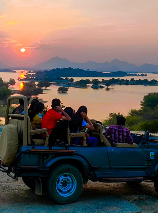 Jawai Bandh Leopard Safari India