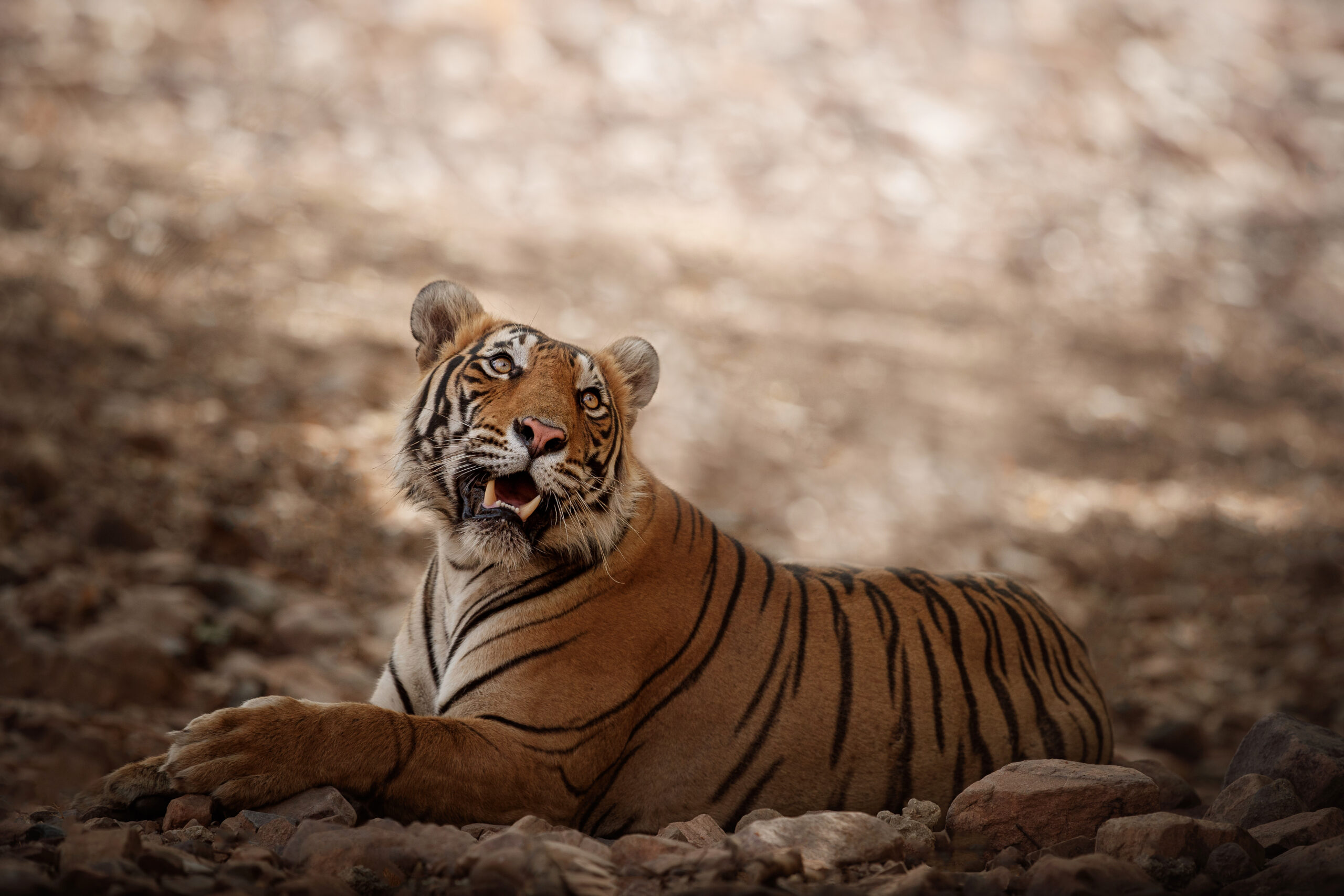 The Ultimate Bandhavgarh National Park Guide