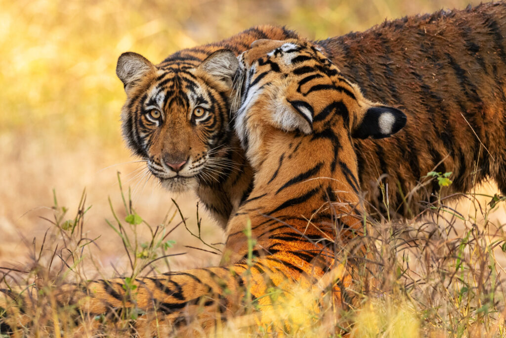 Tadoba National Park Luxury Safari
