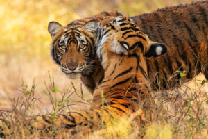 Tadoba National Park Luxury Safari
