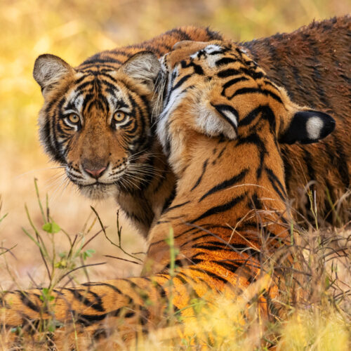 Tadoba National Park Luxury Safari