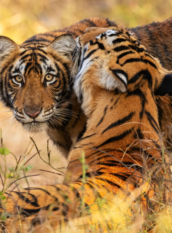 Tadoba National Park Luxury Safari