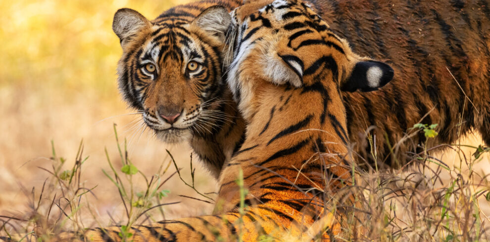 Tadoba National Park Luxury Safari