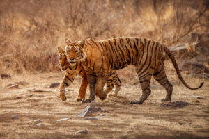 Tadoba Safaris