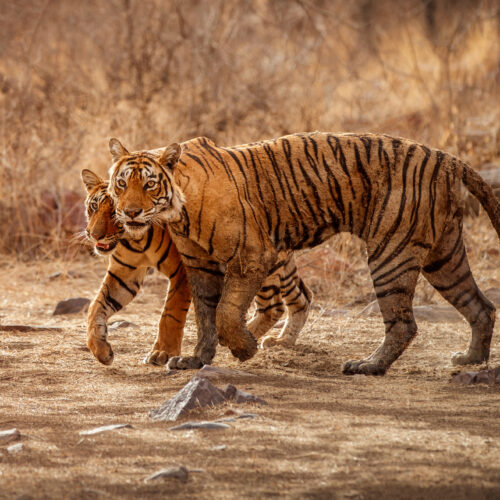 Tadoba Safaris