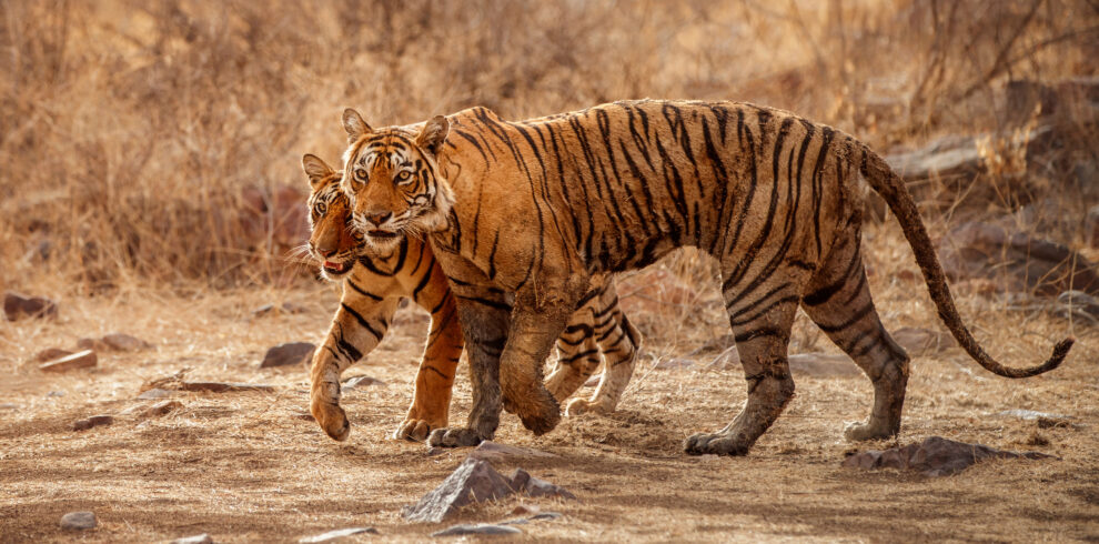 Tadoba Safaris