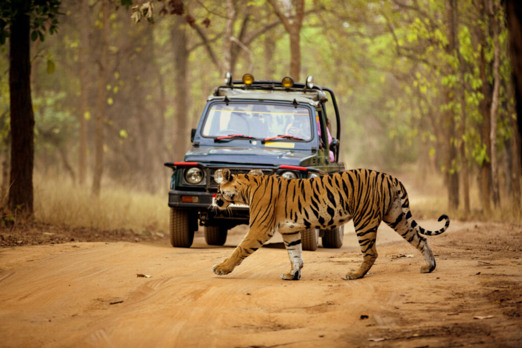 Premium Safari Package Pench National Park