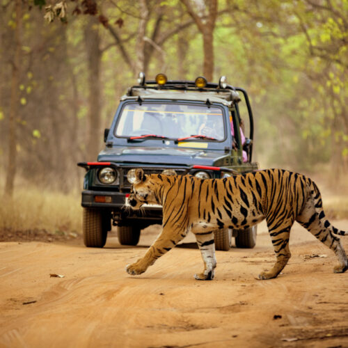 Premium Safari Package Pench National Park