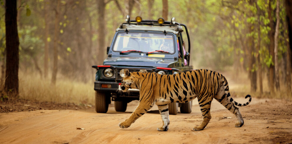 Premium Safari Package Pench National Park