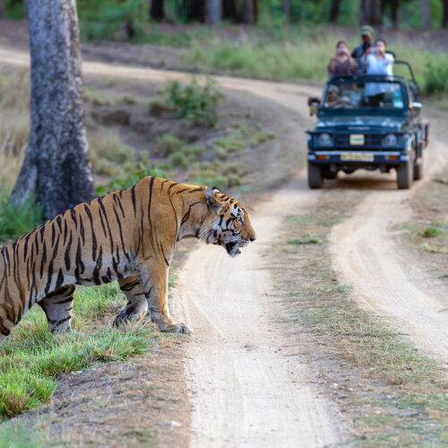 kanha national park