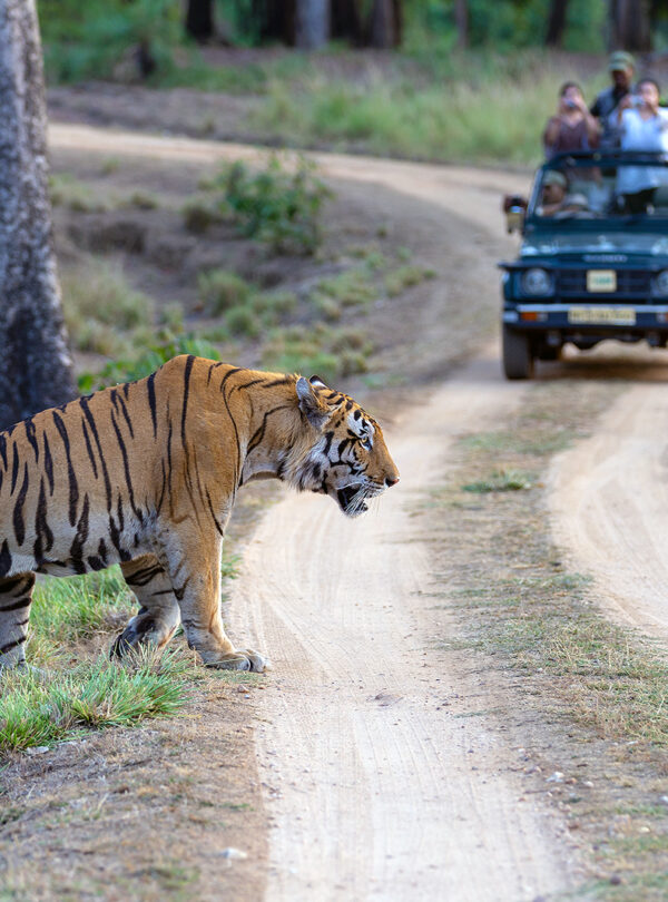 kanha national park