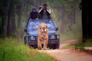 Ranthambhore Safari Package