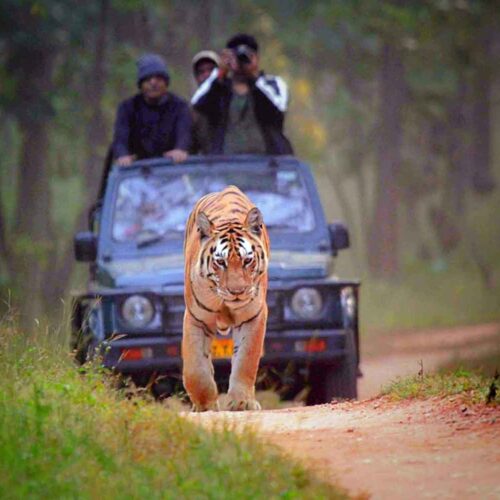 Ranthambhore Safari Package