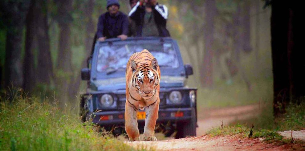 Ranthambhore Safari Package