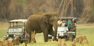 Wildlife Safaris in India: Best Locations, Seasons & What to Expect