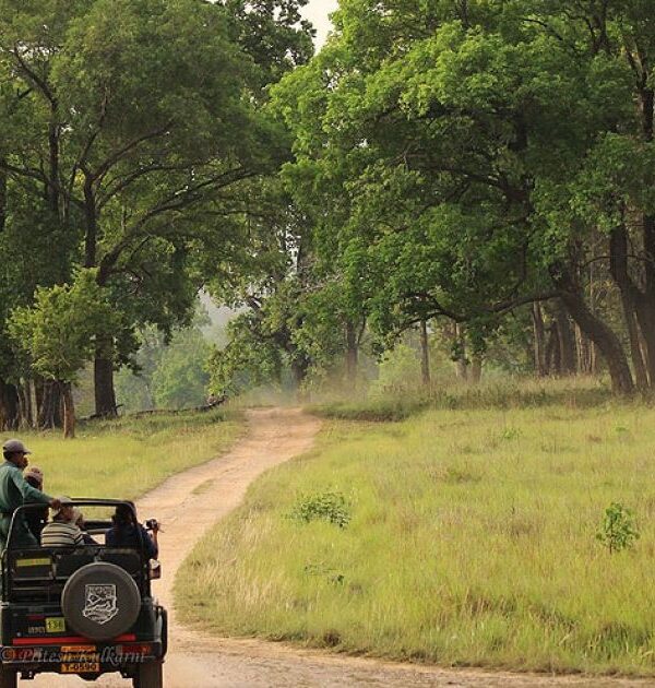 Tiger Safari Package