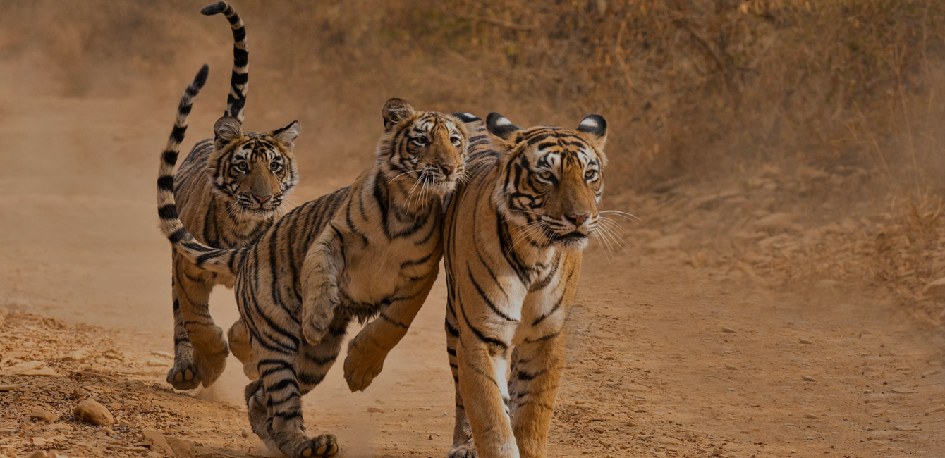 Kanha Safari Guide: Everything Travelers Need to Know Before Visiting India’s Wild Heart