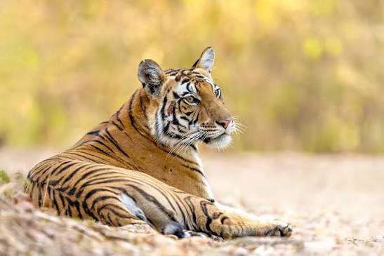 Tadoba Guide