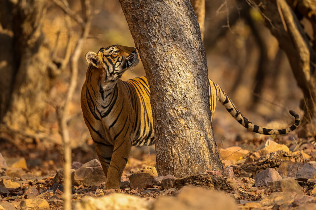 Kanha Tiger Reserve Package