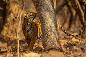 Kanha Tiger Reserve Package