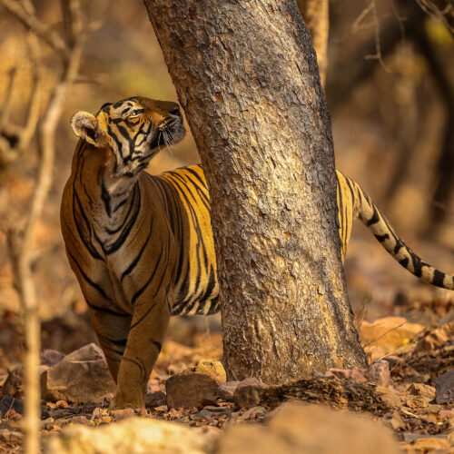 Kanha Tiger Reserve Package