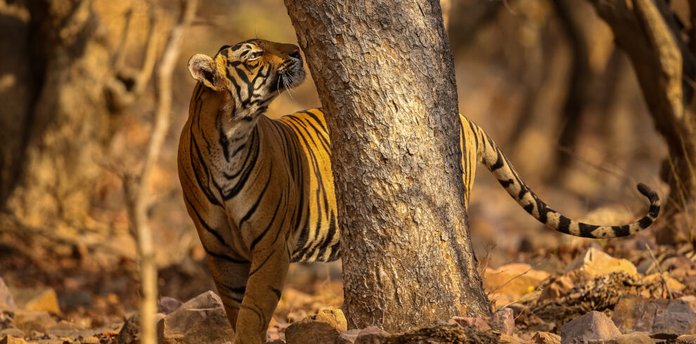 Kanha Tiger Reserve Package