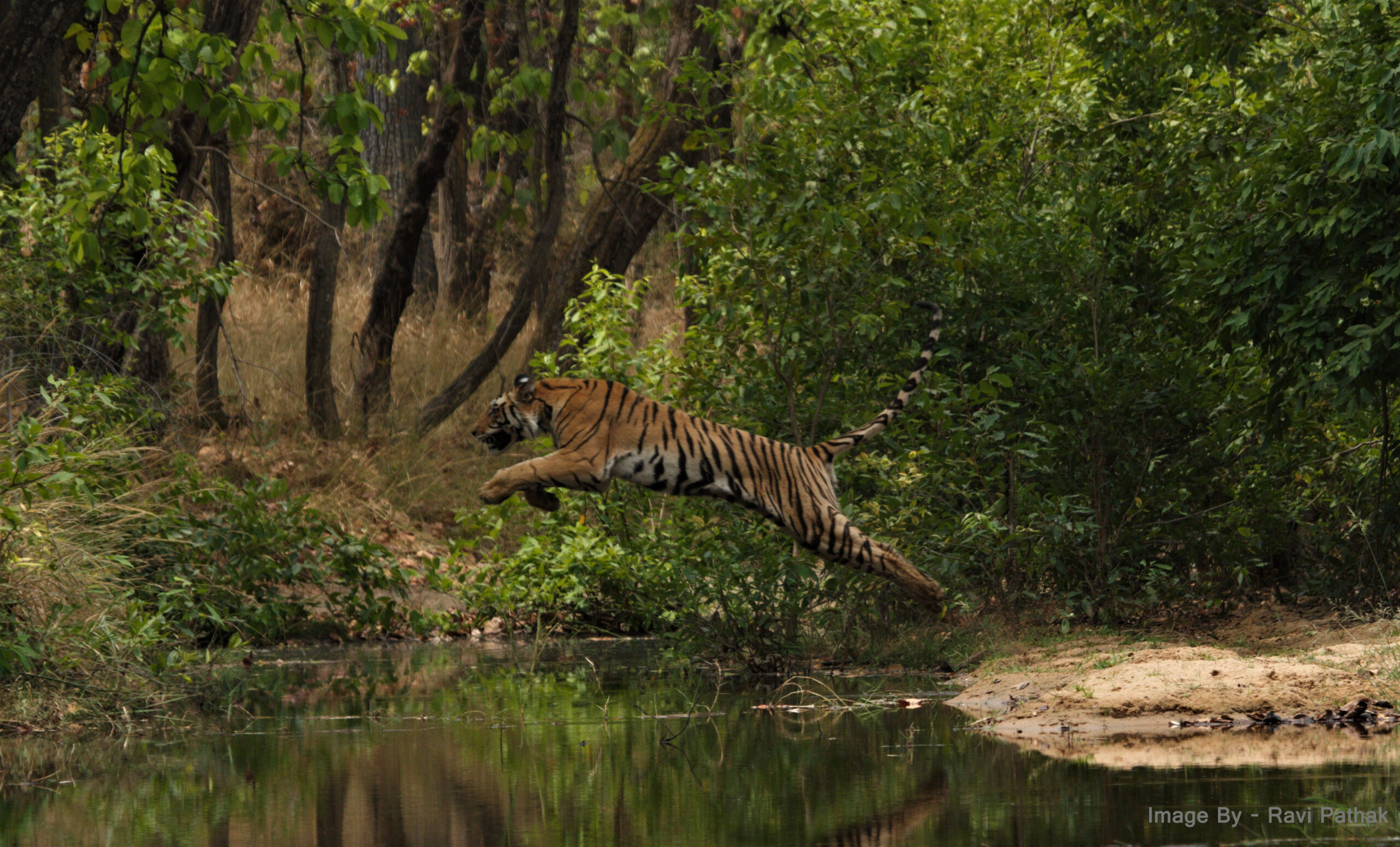 Premium Bandhavgarh Package