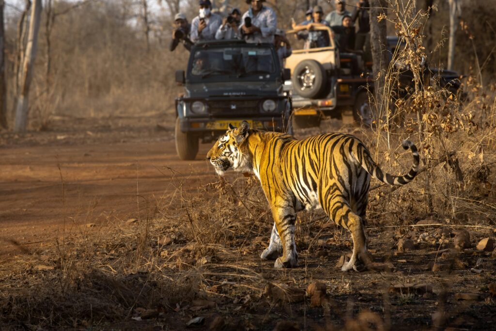 Pench National Park Private Safari Package