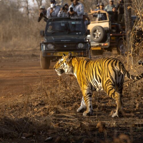 Pench National Park Private Safari Package