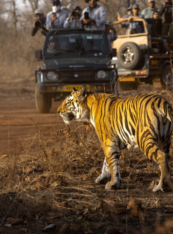 Pench National Park Private Safari Package