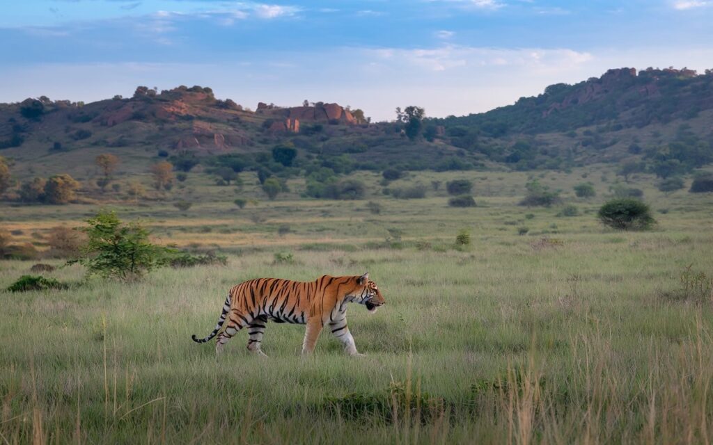 Bandhavgarh Tiger Safari Tours | Vanraj Safaris
