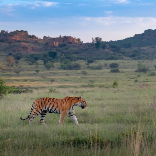 Bandhavgarh Tiger Safari Tours | Vanraj Safaris