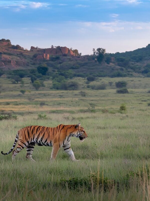 Bandhavgarh Tiger Safari Tours | Vanraj Safaris