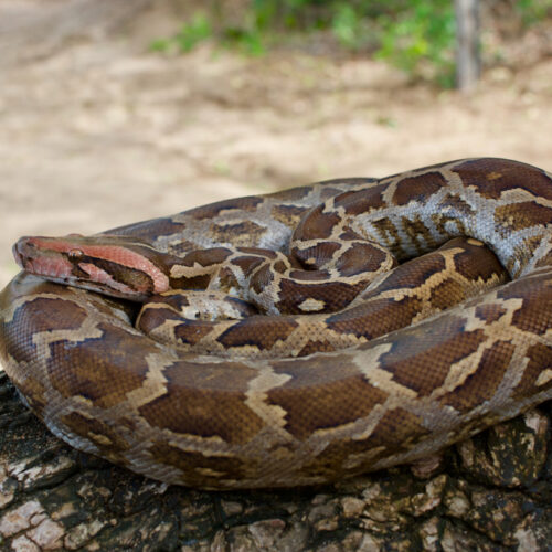 Indian Rock Python