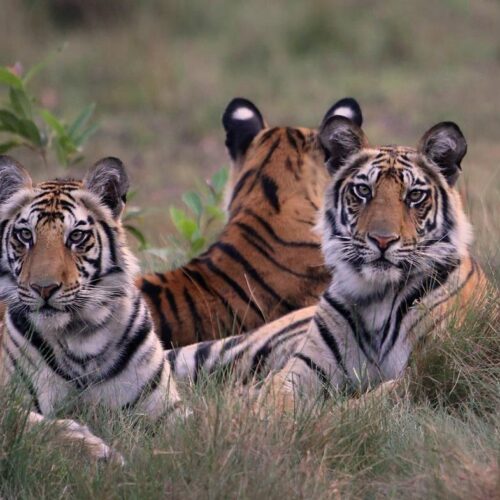 Kings Lodge Bandhavgarh
