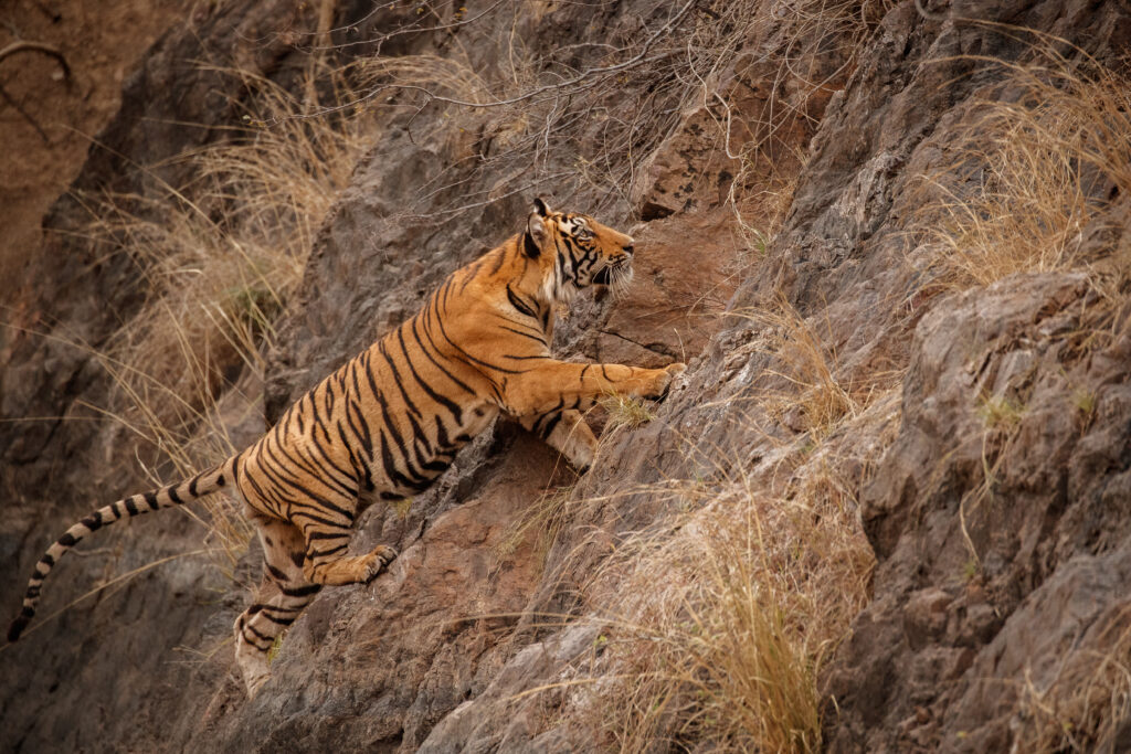 Kanha