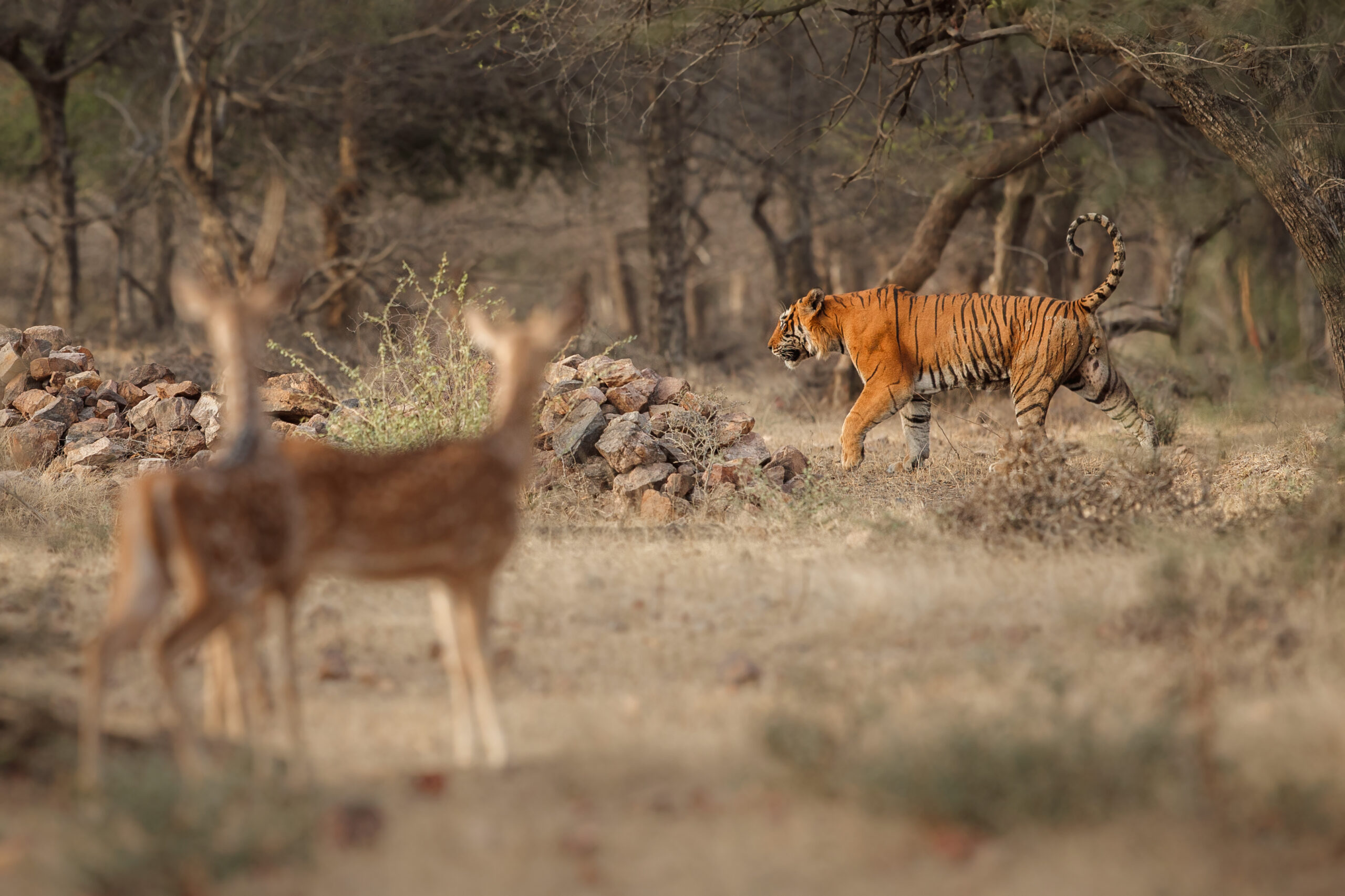 Bandhavgarh National Park – The Complete Travel Guide