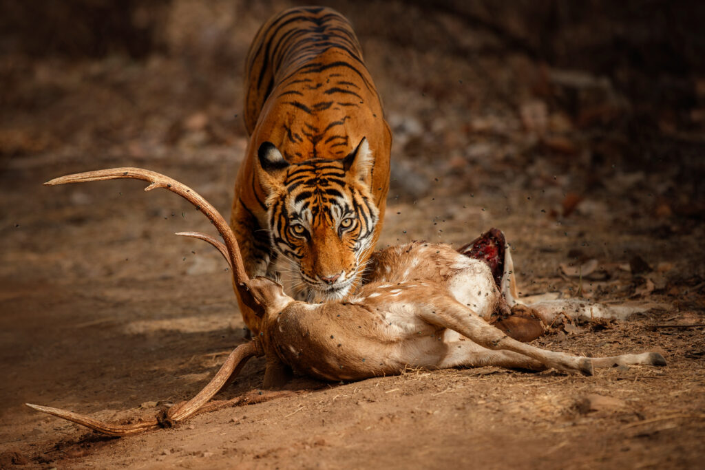 Tadoba Everything You Need to Know Before Planning Your Safari