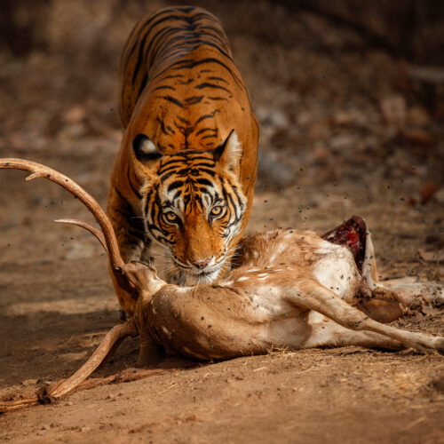 Royal bengal tiger in the nature habitat. Tiger pose during amazing light. Wildlife scene with danger animal. Hot summer in India. Dry area with beautiful indian tiger. Panthera tigris tigris.