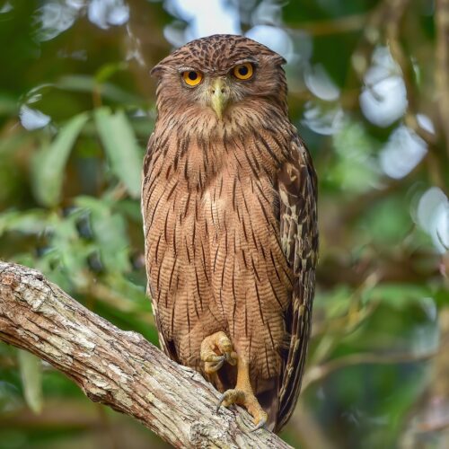 brown fish owl