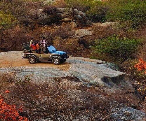 Jawai Leopard Safari Premium Package