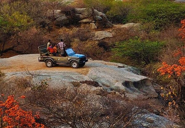 Jawai Leopard Safari Premium Package